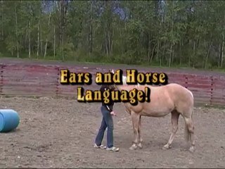 Ears and Horse Language!