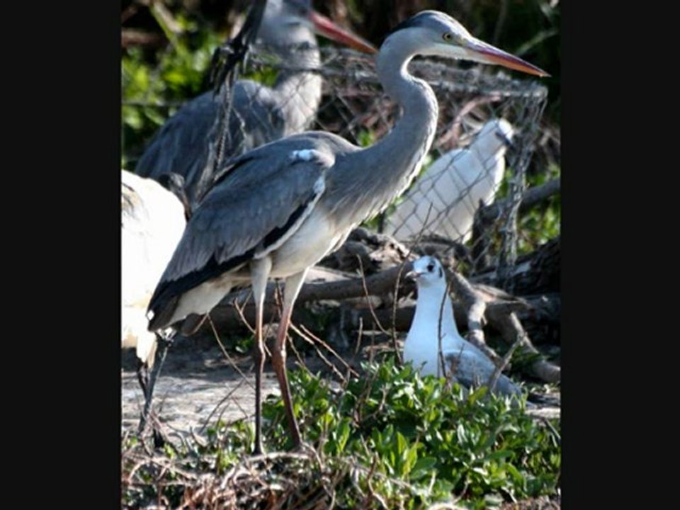 ma  camargue