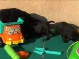 Vidéo Puppies Texas HD : Labrador Retrievers !