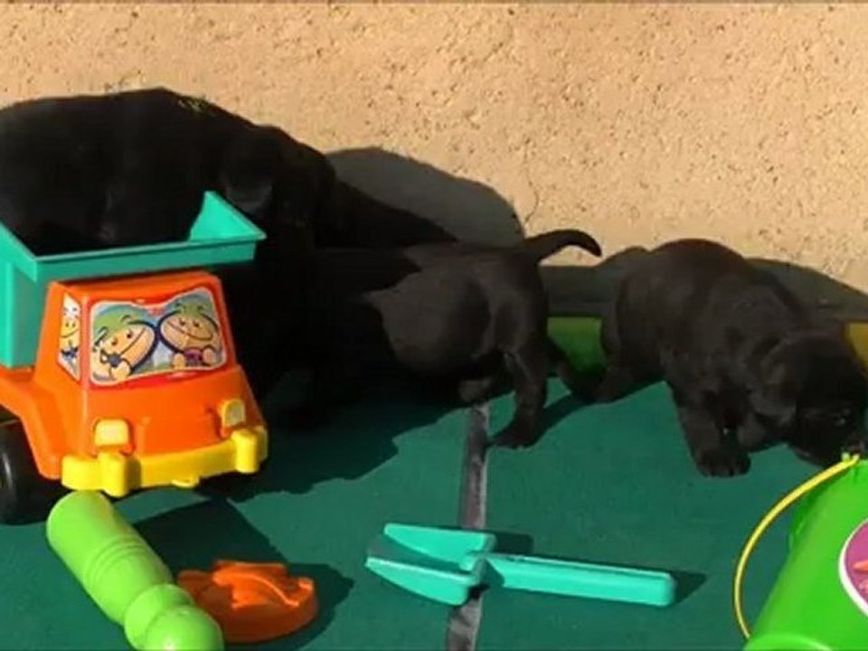 Vidéo Puppies Texas HD : Labrador Retrievers !
