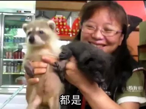 Cute baby raccoons and baby foxes rescued after mothers abandon them