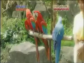 ガコイコMAX可愛い動物と触れ合う