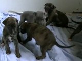 chiots de 3 semaines qui jouent