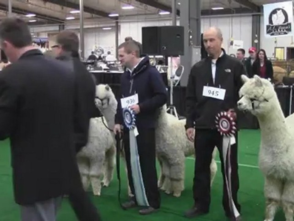 Huacaya Get of Sire 2012 Alpaca Futurity