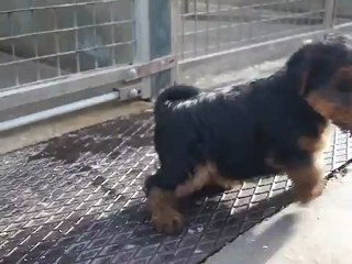 MAQ00326 bébés welshs terriers