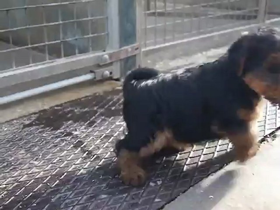 MAQ00326 bébés welshs terriers