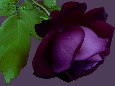 NE GELEN NE SORAN VAR ACI GEÇTİ GÜNLERİM