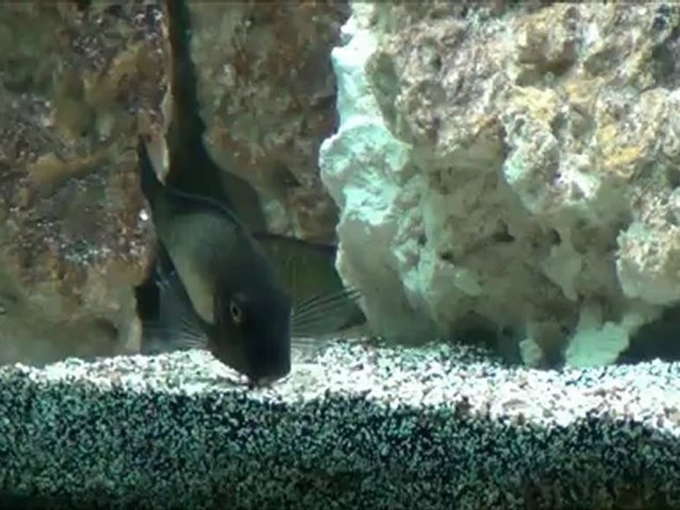 2012-04-30 - Tropheus moorii