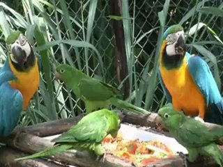 Brazil's wildlife victim of lucrative trafficking