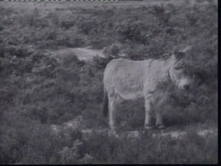 Do you know the way to San Jose - Dionne Warwick