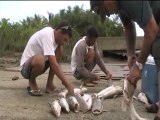 Pêche aux îles du salut, décembre 2011