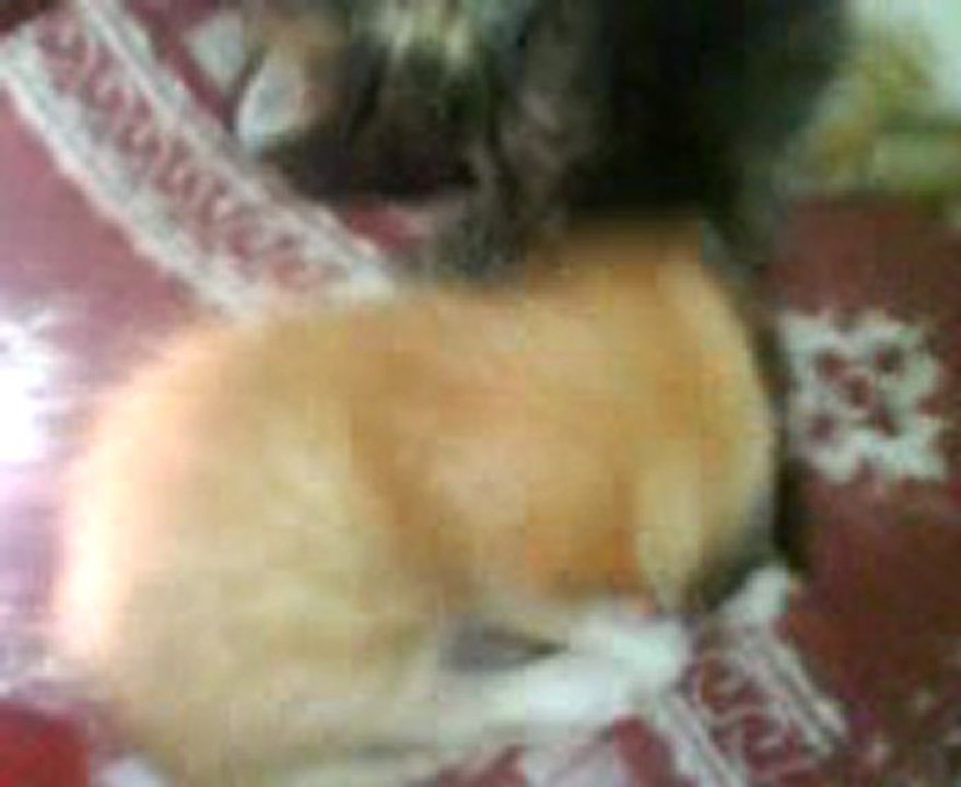 video chaton brahim