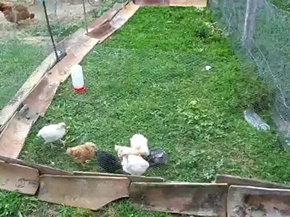 mes poussins de 30 jours