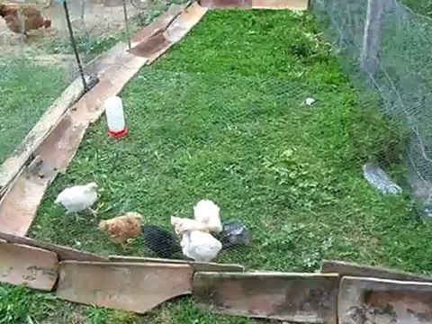 mes poussins de 30 jours