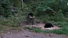 медведь против кота.