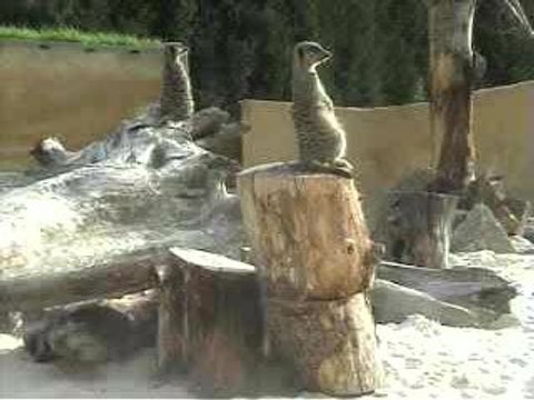 random animals randomly being random