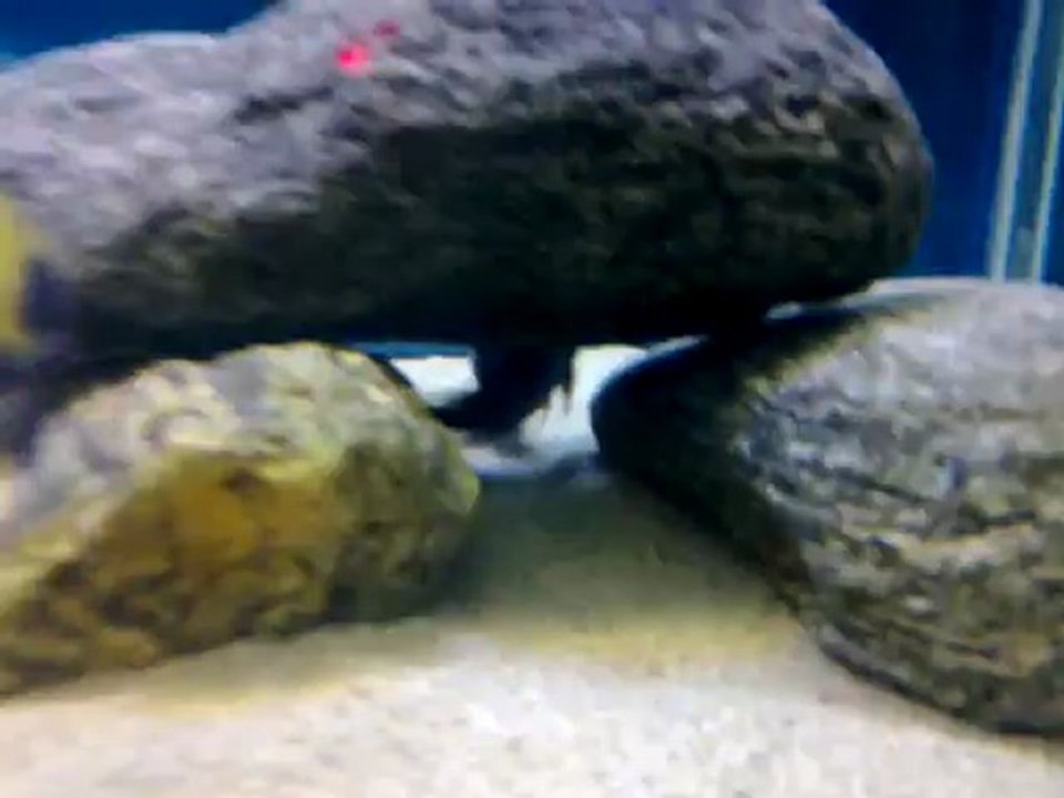 duboisi maswa ve ikola kaiser kolonim