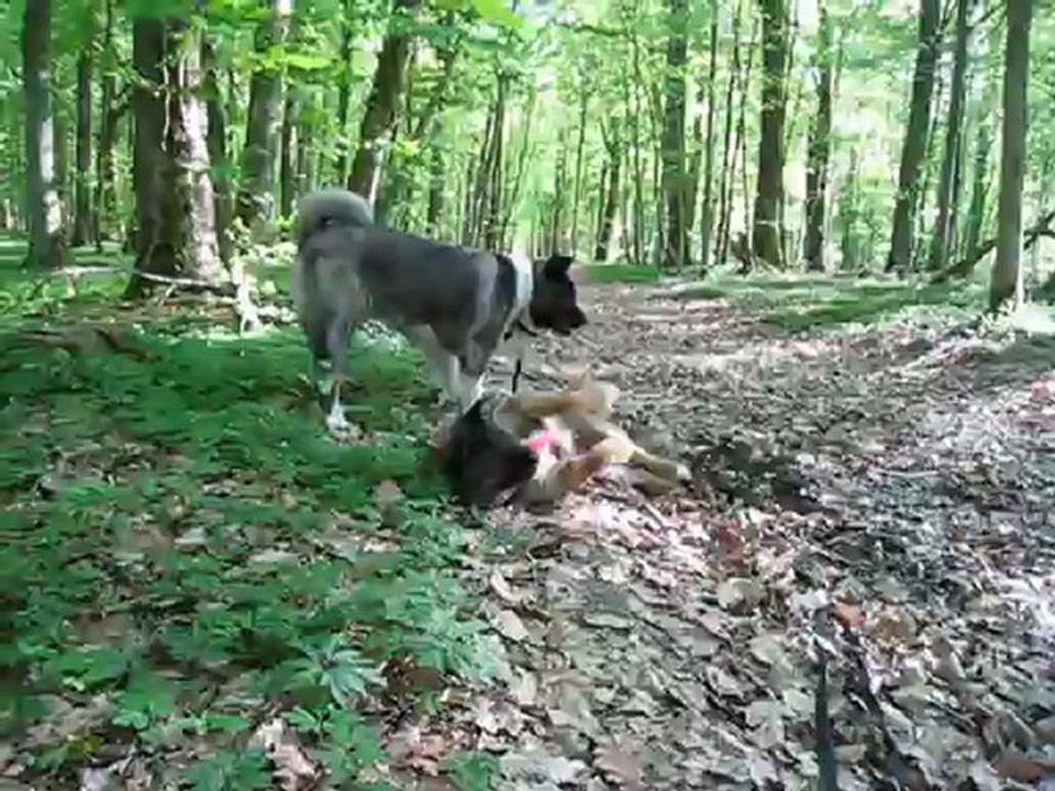 Shina se roule sur une odeur qui lui plait!!!