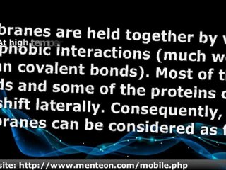 What is the plasma membrane made of?            The Phospholipid Bilayer