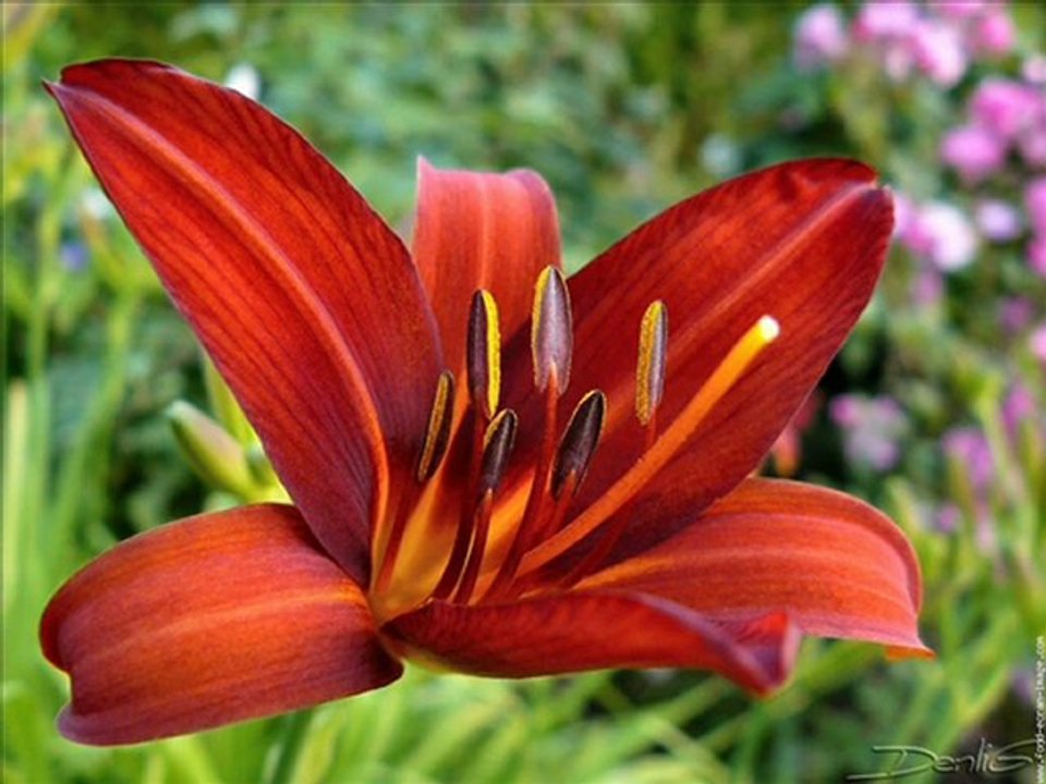 voyeux anniversaire isa gros bisous tes soeurs