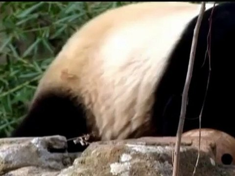 High Hopes for a Baby After Scientists Artificially Inseminate Giant Panda
