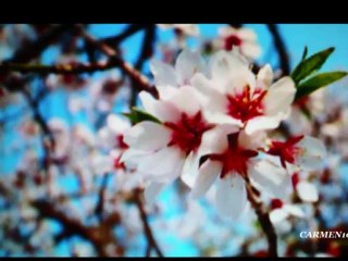 SAMURAI - CANTAUTORA - LADY HAGUA