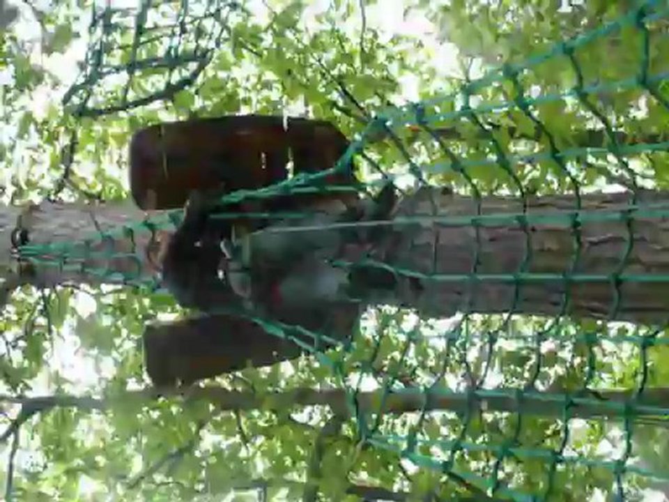 acro branche 08 05 2012