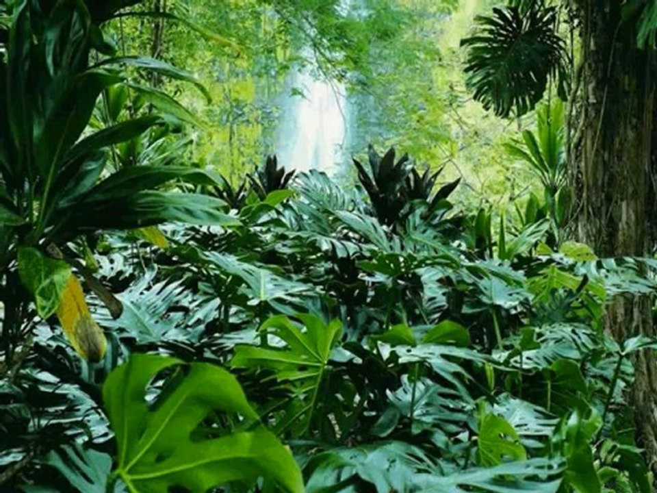 سورة النازعات القارئ الشيخ رشيد إفراد