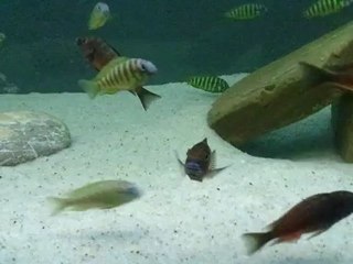 Chipimbi Sami - Sinan