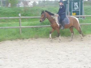 essai Indien - 08/05/2012 - trot assis