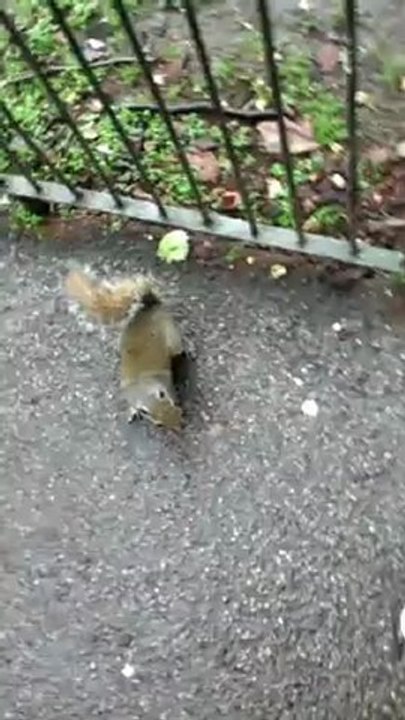 Les écureuils de Green Park