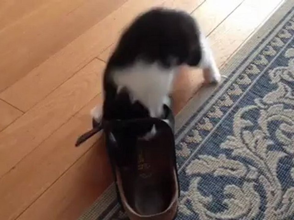Toc et sa Birkenstock