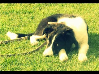 Ne cesse jamais d'y croire. " Falco "