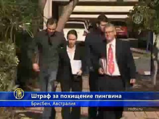 Британцы извинились перед пингвином за похищение
