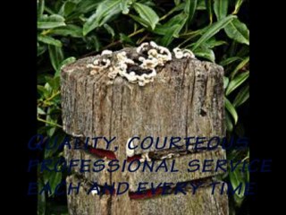 Termite Control Inland Empire