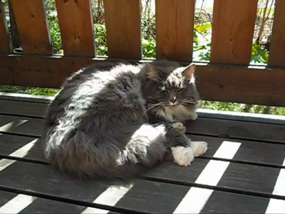 Film på Revis 2 Maj - 12.  Med musik.