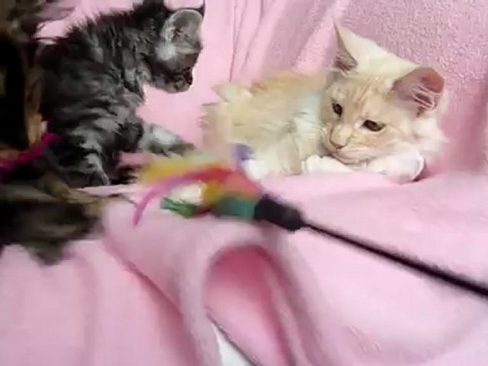 chatons Maine Coon du Doux Chant Felin