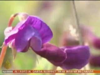 Fears over Alaska's new gold rush