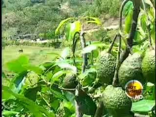 Noticia sobre el análisis rápido de la Cadena de Aguacate. Hoy Mismo, 25 de abril del 2012.