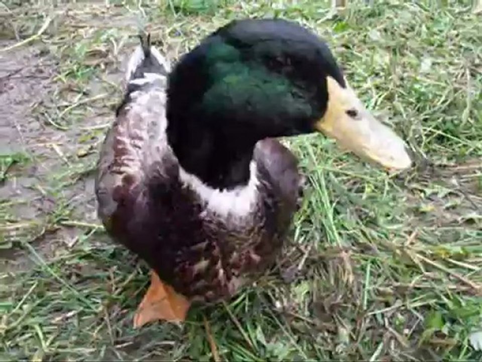 Actualités du 2 Mai : Petite vidéo, ration du soir des poules, du canard et de mon bouc.