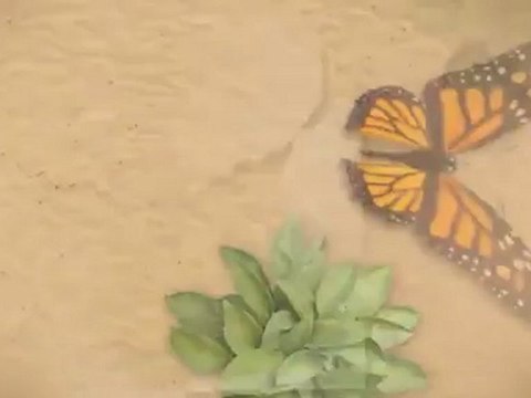 Florist San Antonio Tx. (210) 590-2520