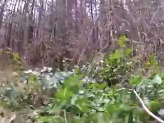 New Bigfoot Sighting