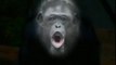 Chimpances: Expresiones faciales y comunicacion