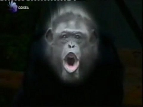 Chimpances: Expresiones faciales y comunicacion