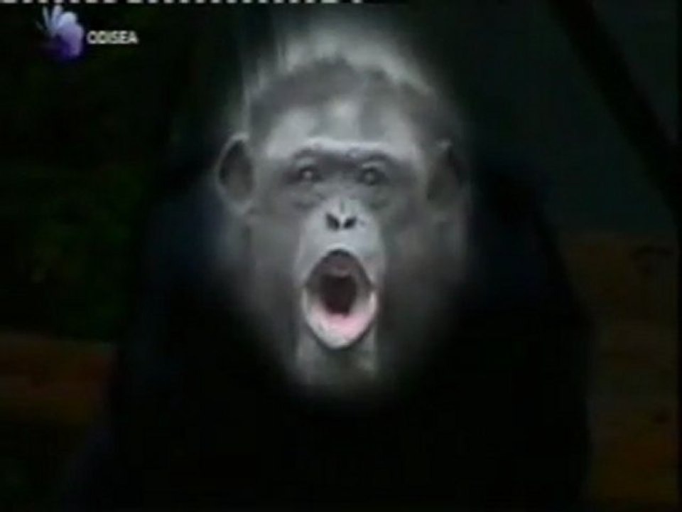 Chimpances: Expresiones faciales y comunicacion