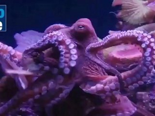 41 Million to be invested in EILAT