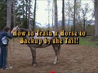 A Visual on How to Train a Horse to Backup by the Tail!