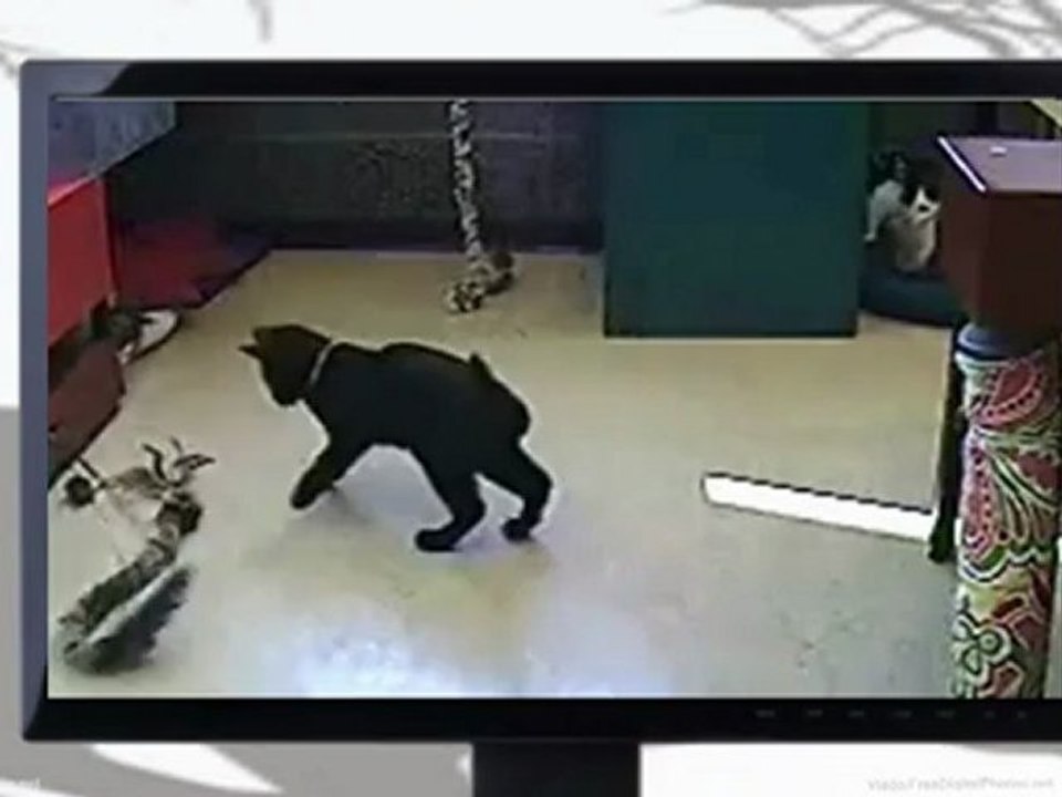 iPetCompanion - Cats - GGE Elsie - The Recession Channel