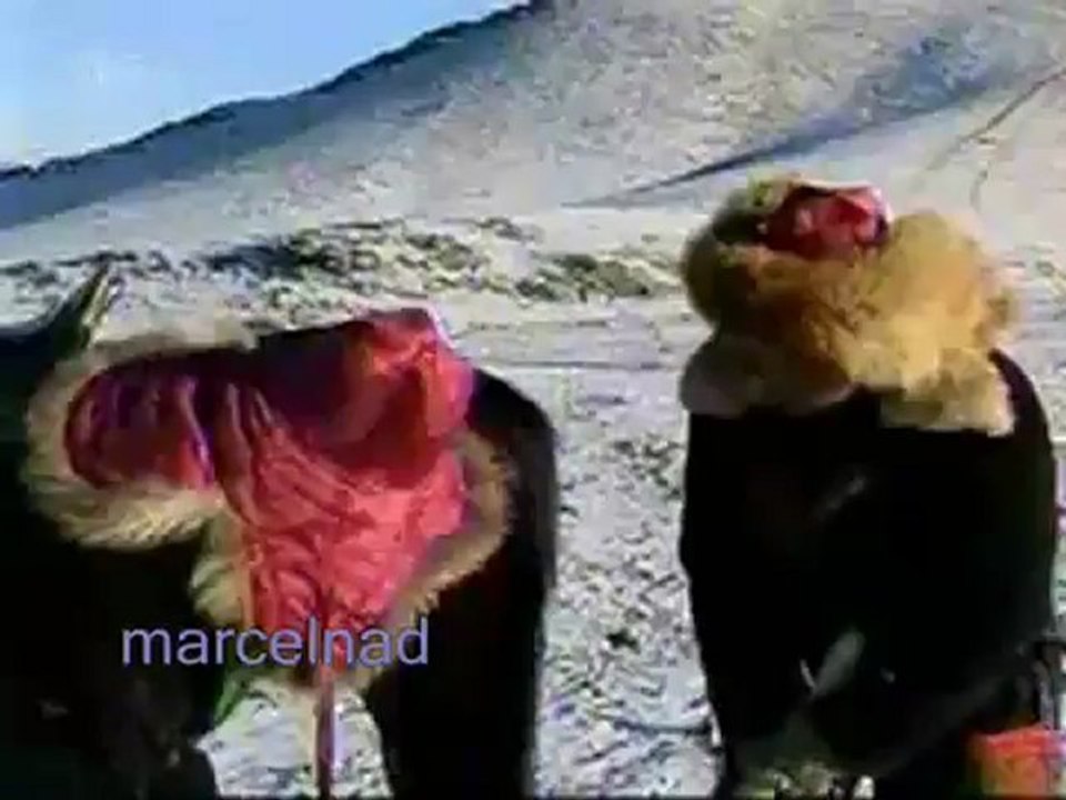 animal-eagle in Mongolia. Kazajstán-Ky