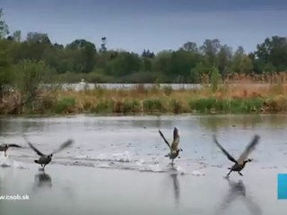 Veľké Jesenné Sťahovanie